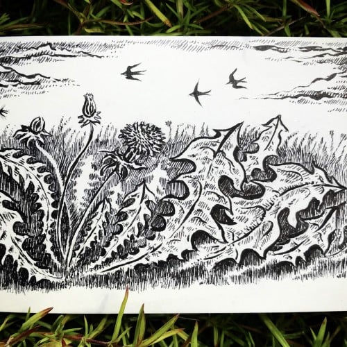 Dandelions and swallows sketch
