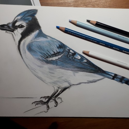 Blue Jay in color pencil
