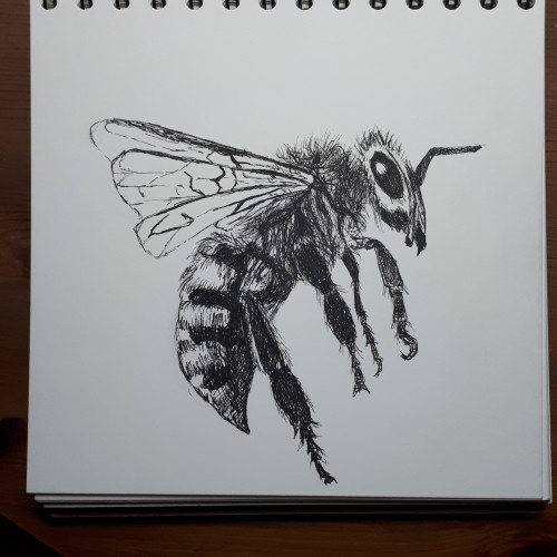 Bee in pen and ink