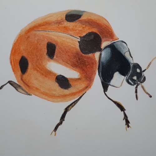 Ladybug in colored pencil.