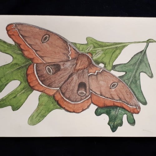 Moth in watercolor and pencil