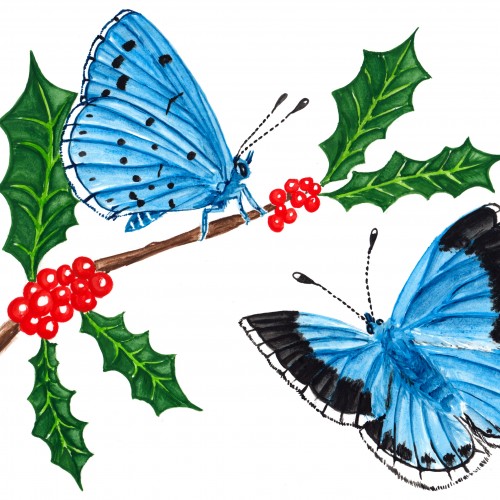 Two Holly Blues