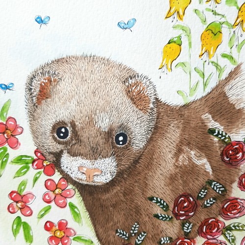 Ferret watercolour and ink.