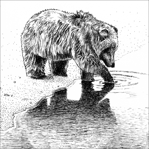 The bear and the water