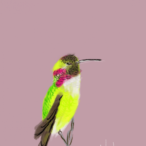 Hummingbird Digital Illustration