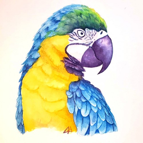 Parrot Study - Colored Ink