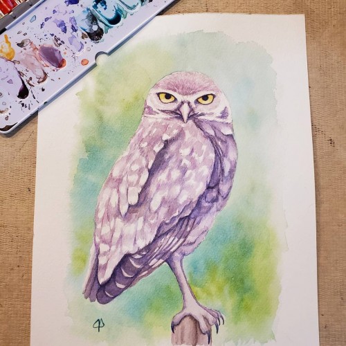 Burrowing Owl Watercolor