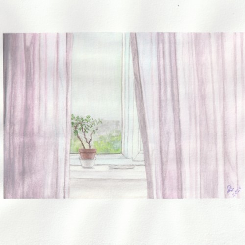 Curtains and potted plant