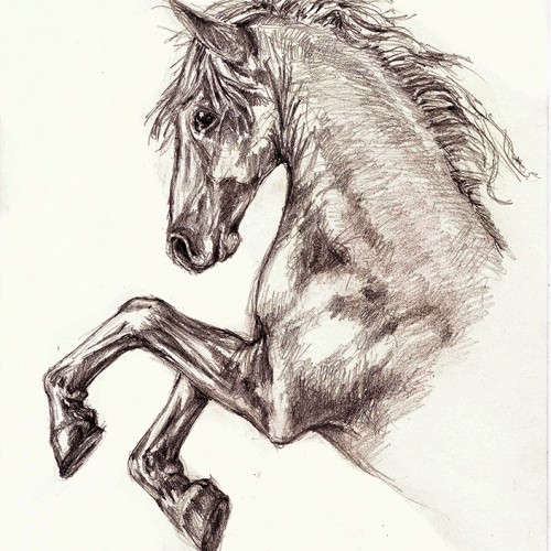 Horse study