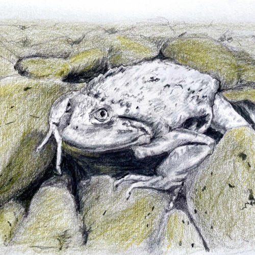 Endangered Lake Titicaca frog (Telmatobius culeus)