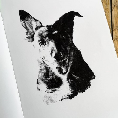 Bracken, dog portrait