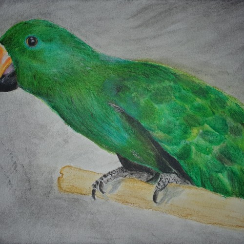 Numbo the Eclectus (Inktense on watercolour paper)