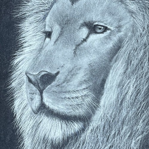 Lion Sketch