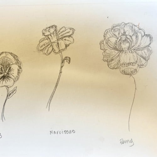 Study of Flowers