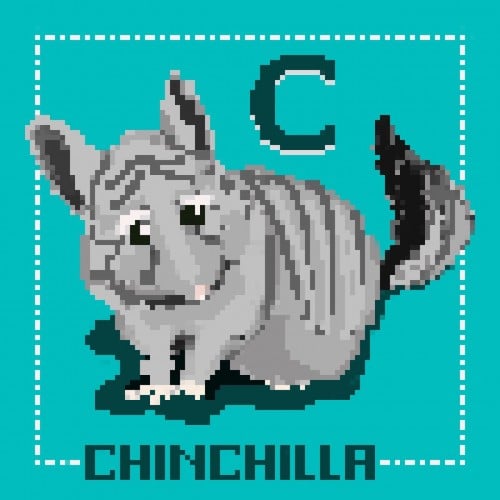 C is for Chinchilla