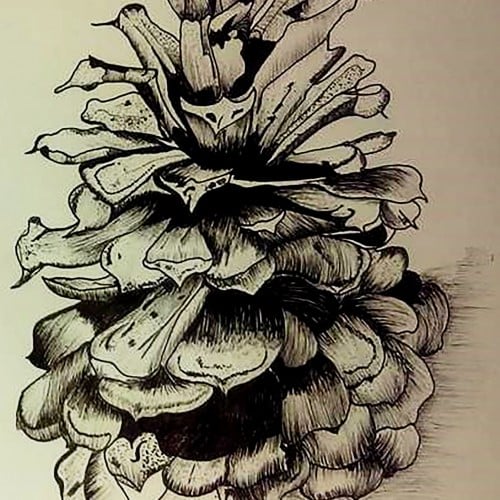 East Texas Pine Cone. Drawing
