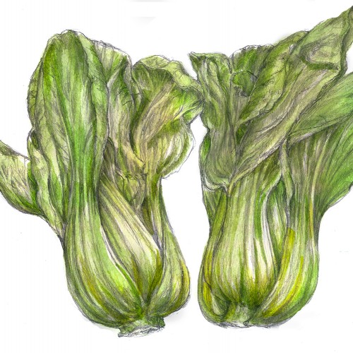 Bok Choy---Drawing Prompt from the fridge