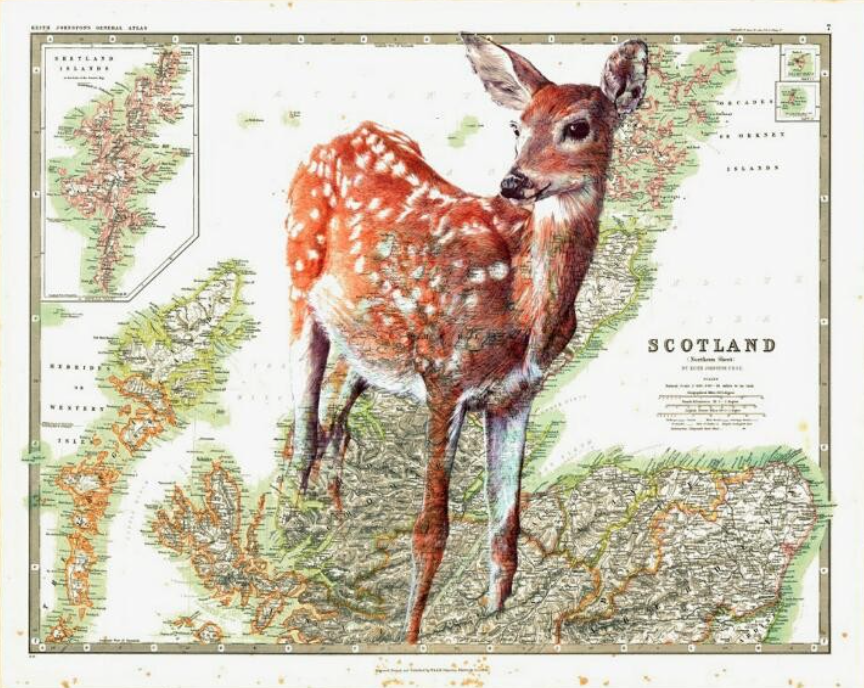 Deer drawing on a map
