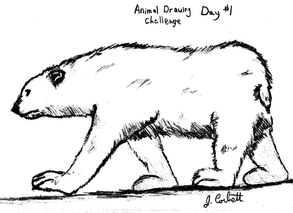 Polar Bear Drawing drawing by Jim Corbett | Doodle Addicts