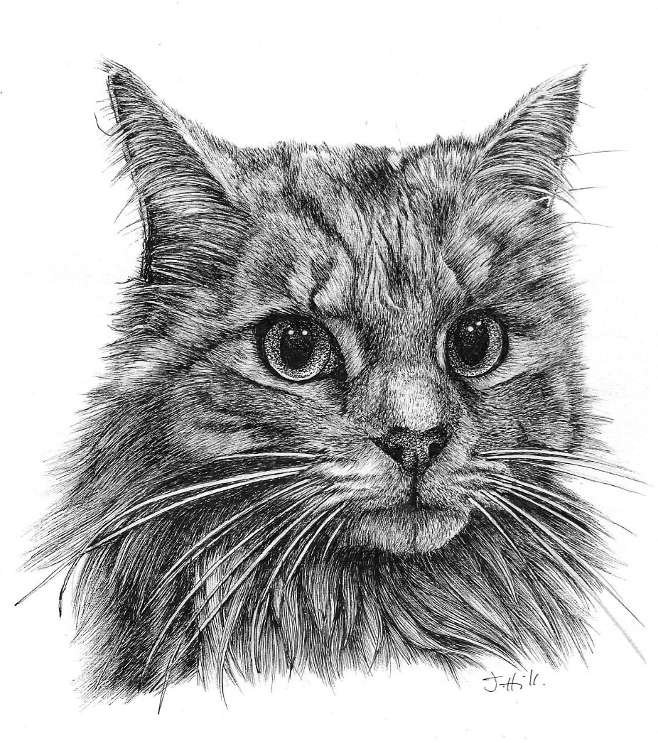 Табби рисунок у кошек