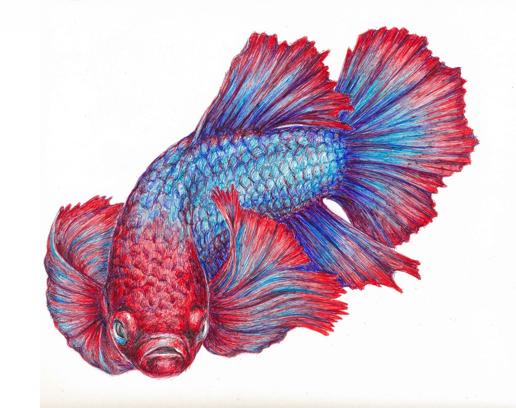 Betta fish drawing by Ilga Jansons