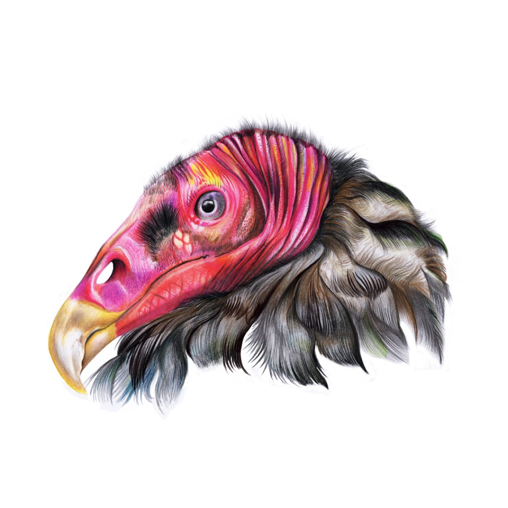 Turkey Vulture drawing by César Camilo Julián Caballero Doodle Addicts