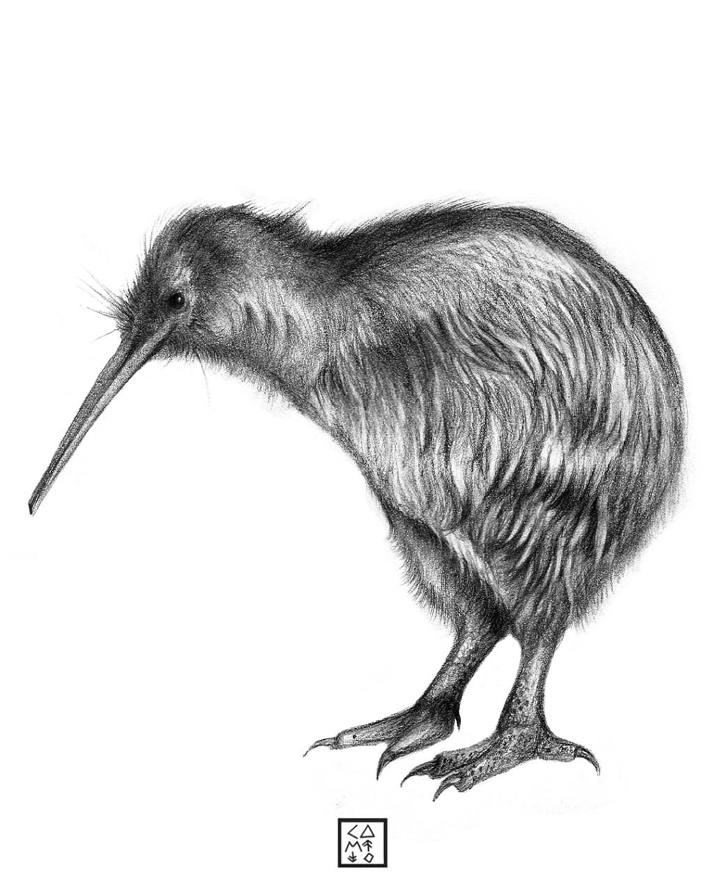 How to Draw a Kiwi Fruit | Design School