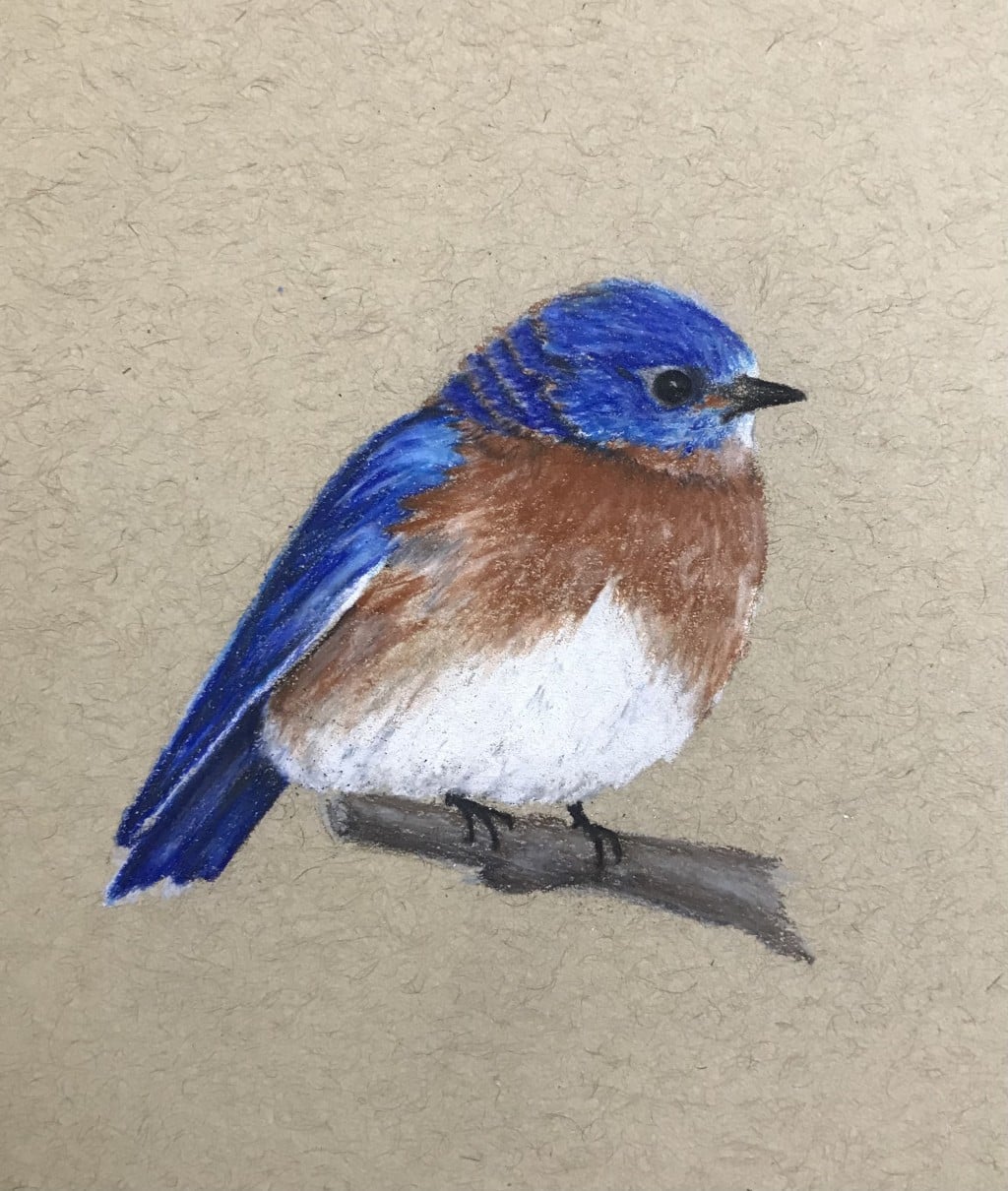 The Eastern Bluebird drawing by Misti | Doodle Addicts