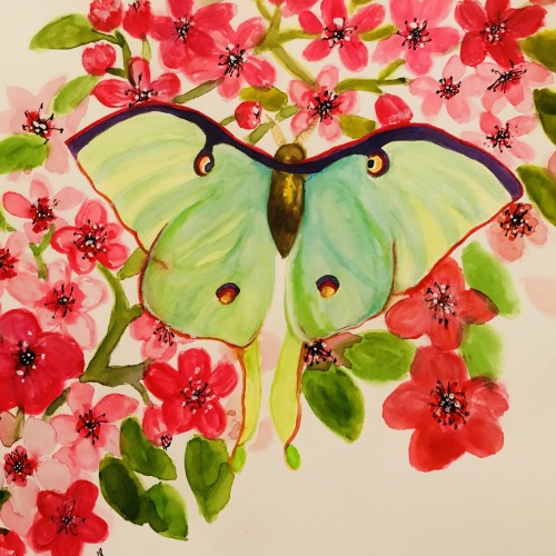 Luna Moth and cherry blossoms