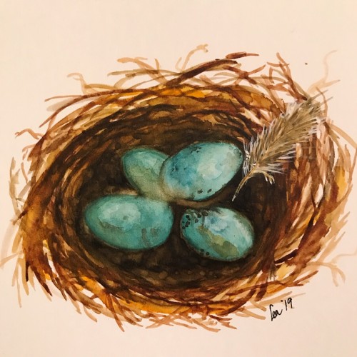 Robin’s nest