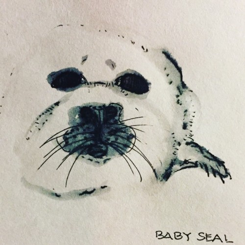 Baby seal