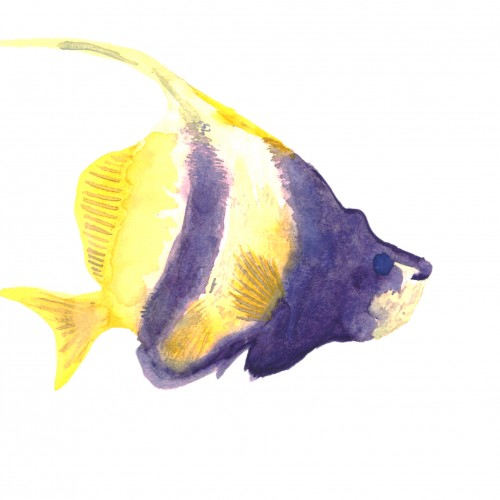 Redsea Bannerfish