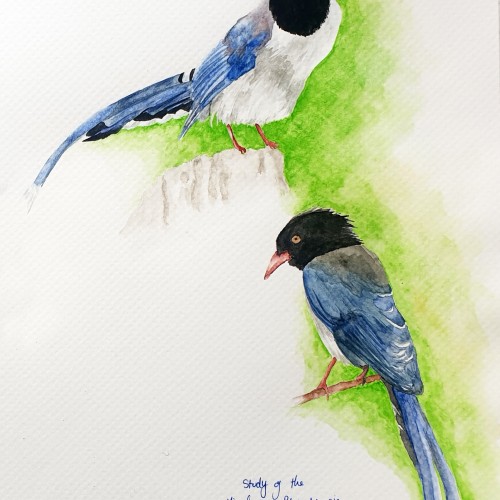 Study of the Birds