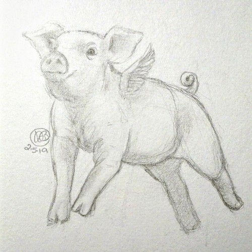 Happy Year of the Pig!