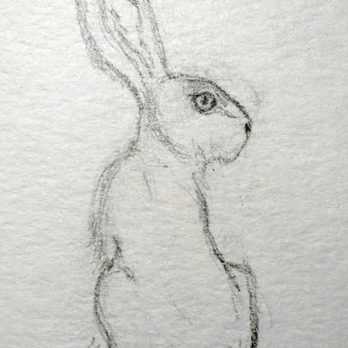 Hare