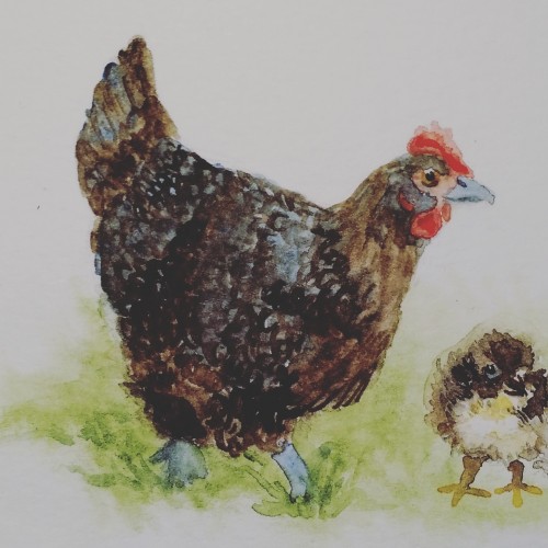 Australorp Hen and Chick