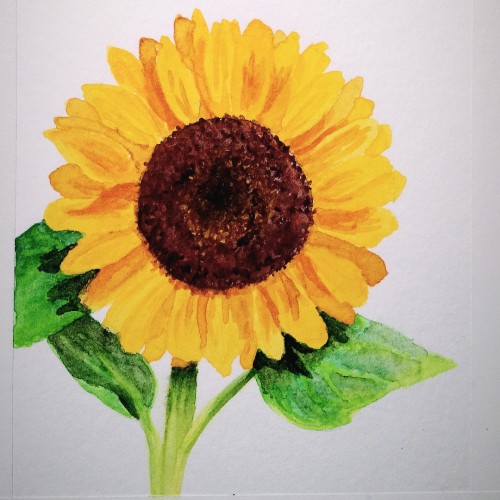 Sunflower Watercolor in Progress