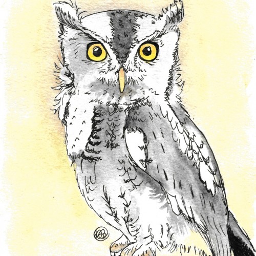 Screech Owl