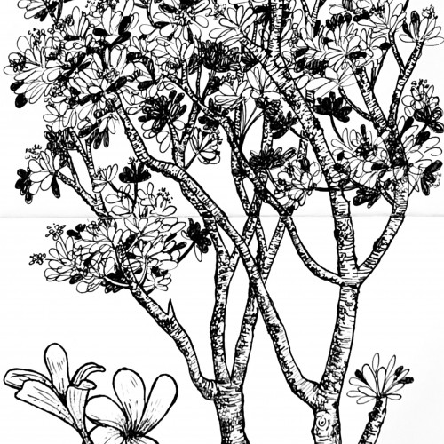 Frangipani tree nature study
