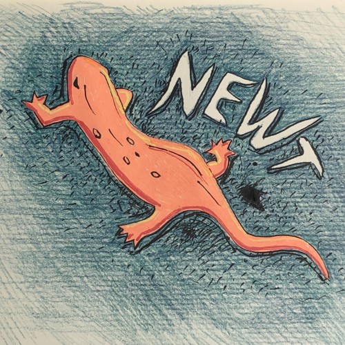 Newt