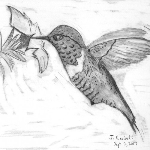 Hummingbird in Pencil