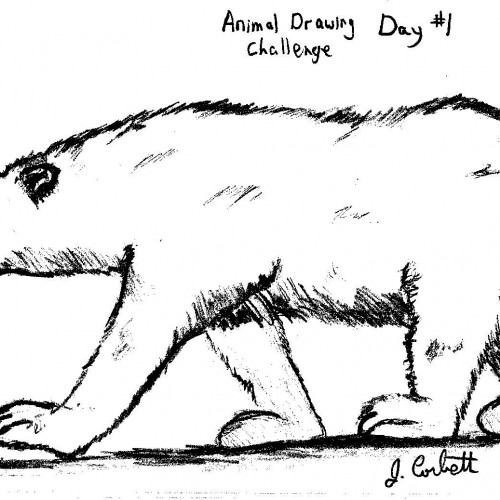 Polar Bear Drawing