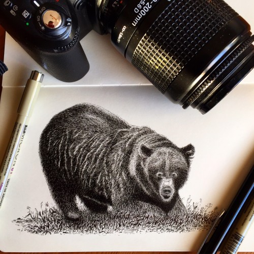 A Bear