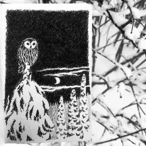 Winter owl sketch