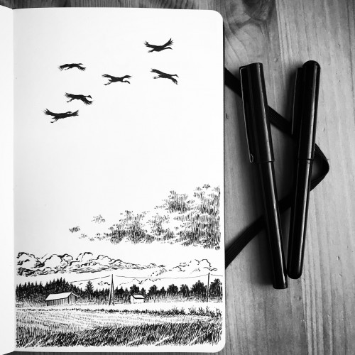 Cranes over the Hailuoto fields