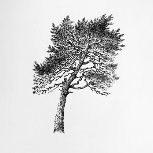 Seaside pines