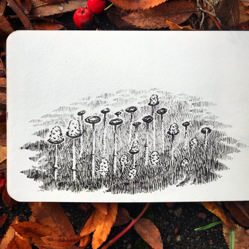 Shaggy Inkcaps sketch