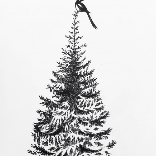 Magpie at top of the spruce