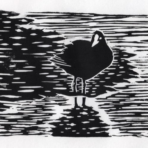 Eurasian Coot / linocut