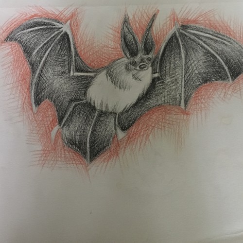 Bat